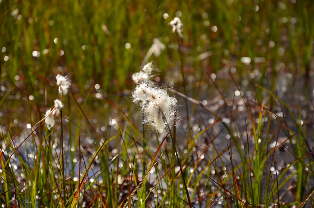 2015-07 Savoie/Lac blanc/DSC_0283.JPG